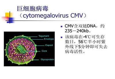 全自动母乳检测仪生产厂家介绍什么是巨细胞病毒